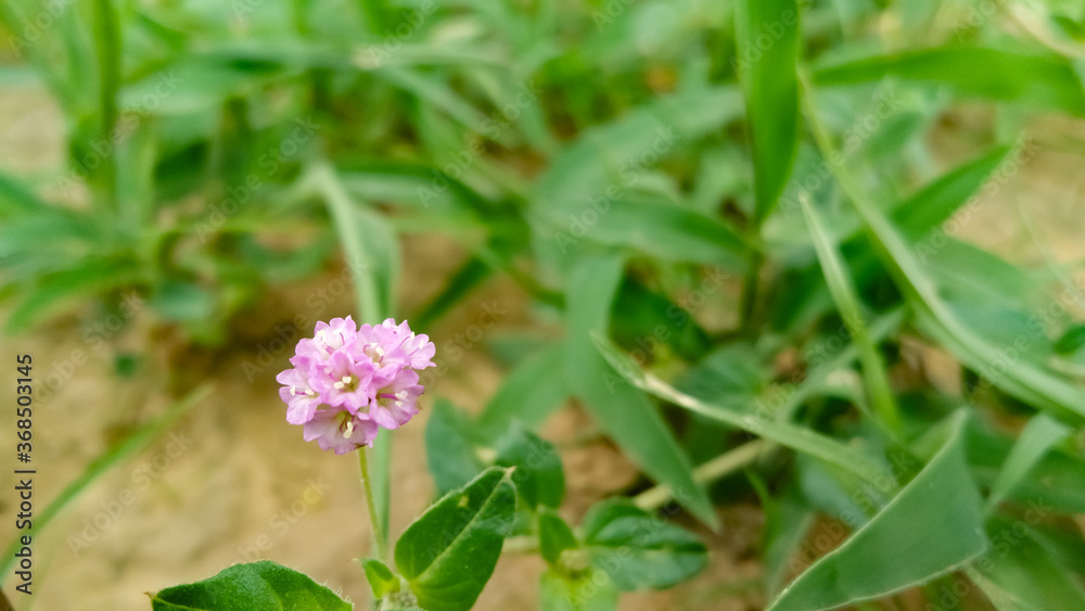 purple flower in the garden purple flower in the garden