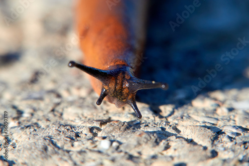 Red snail also slug ( Arion rufus ) on a stone path, photographed from the front, macro shot. Germany, Europe. photo