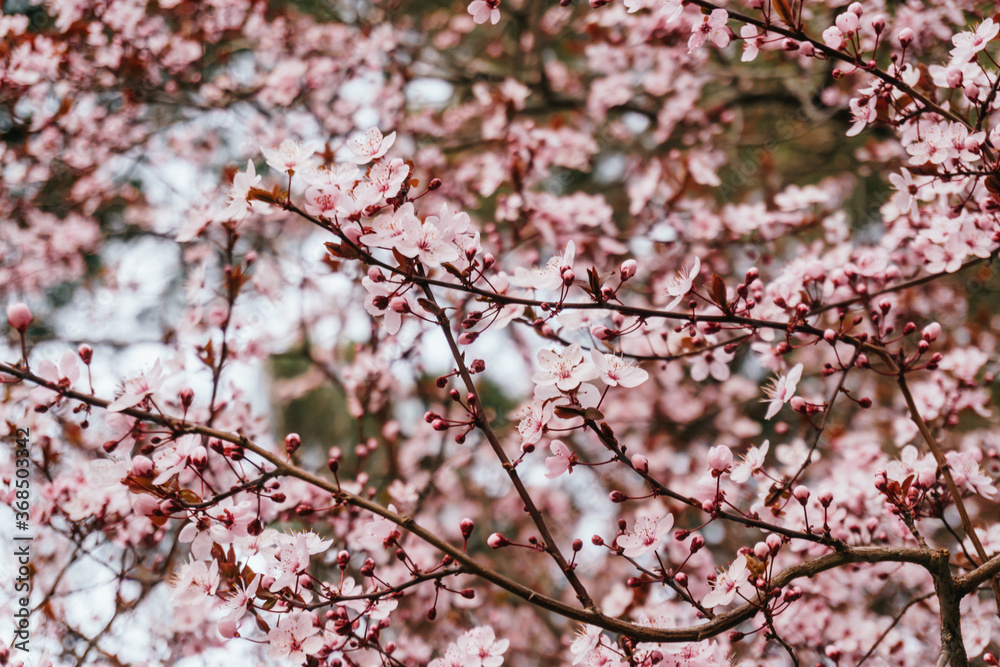Blossoming cherry tree branches in front of a church: spring time concept Blossoming cherry tree branches in front of a church: spring time concept