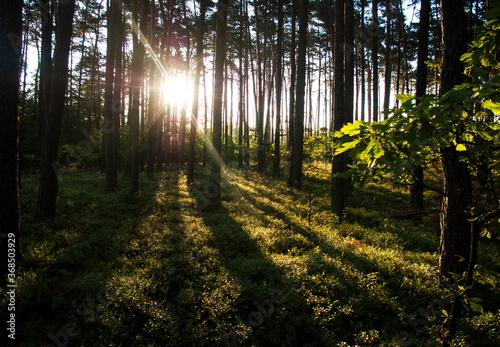 Fototapeta Naklejka Na Ścianę i Meble -  Blnding sun shining through trees in the wild green forest. Sunset / sunrise in the woods in spring / summer morning / evening/ day in Europe