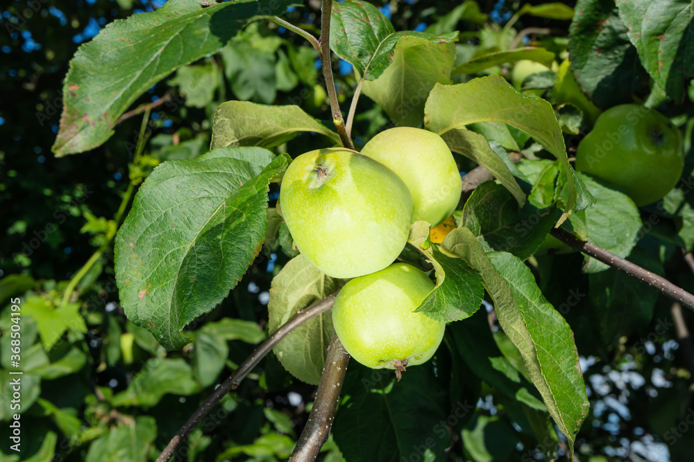 Green apples hang on a branch of an apple tree. Concept for autumn, harvest, organic healthy food, vegetarianism.