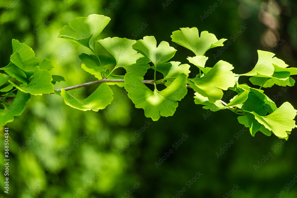 Ginkgo tree (Ginkgo biloba) or gingko with brightly green new leaves against background of blurry foliage. Selective close-up. Fresh wallpaper nature concept. Place for your text Ginkgo tree (Ginkgo biloba) or gingko with brightly green new leaves against background of blurry foliage. Selective close-up. Fresh wallpaper nature concept. Place for your text