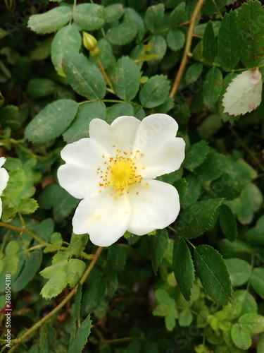 white lotus flower