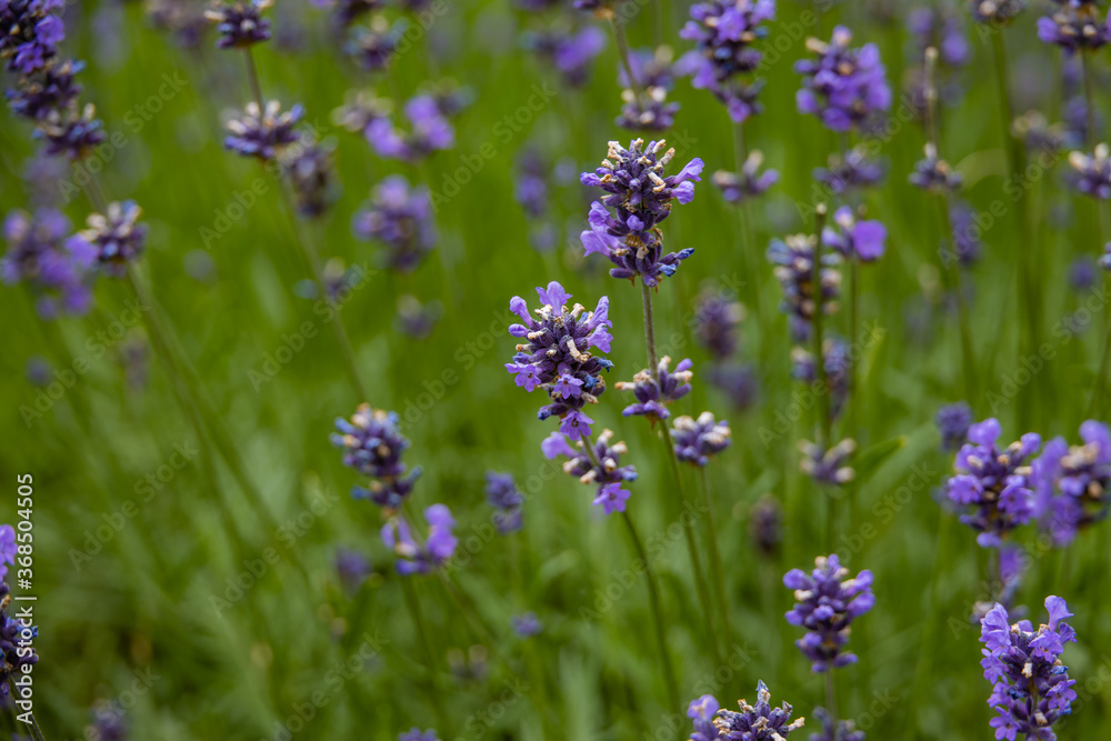 purple lavender flowers with a warm day in close-up purple lavender flowers with a warm day in close-up
