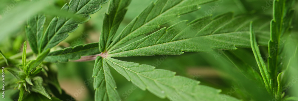 Green hemp on blurred background, closeup. Banner design Green hemp on blurred background, closeup. Banner design