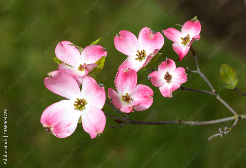 Pink dogwood blossomsin the spring, salem, Oregon Pink dogwood blossomsin the spring, salem, Oregon