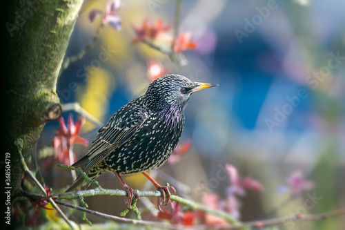 Closeup of a common starling