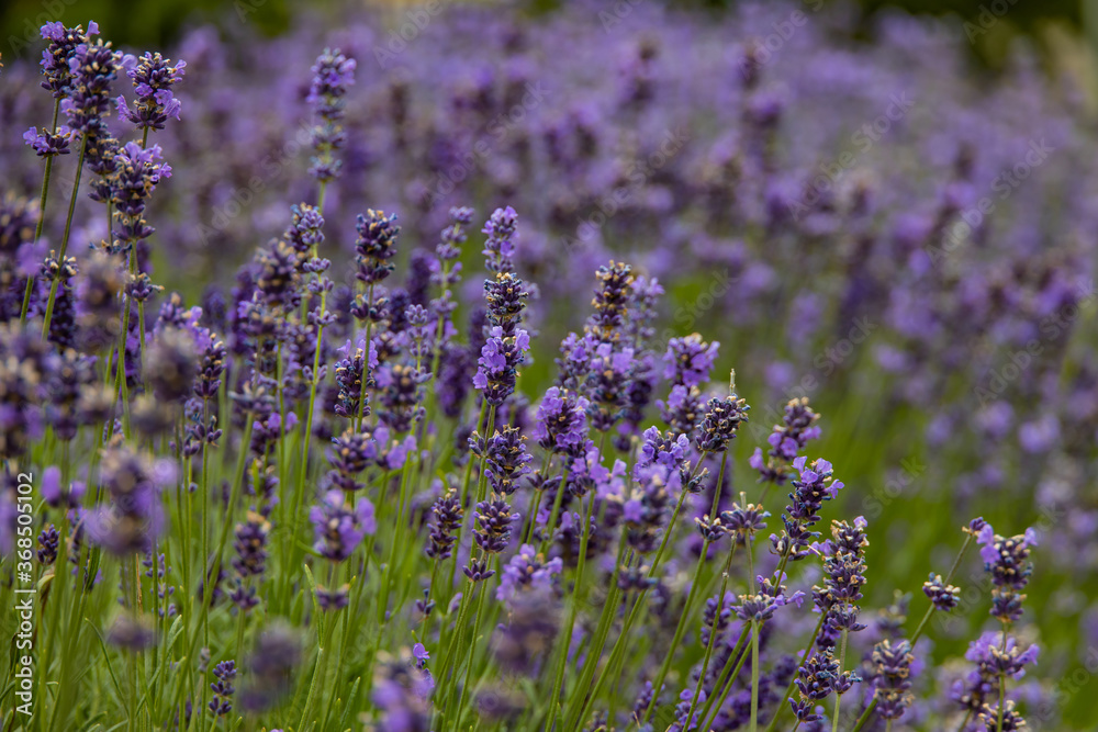 purple lavender flowers with a warm day in close-up purple lavender flowers with a warm day in close-up