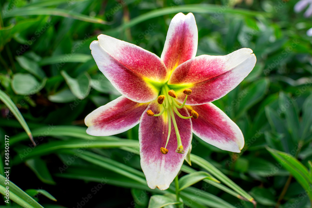 Fototapeta premium pink lily flower