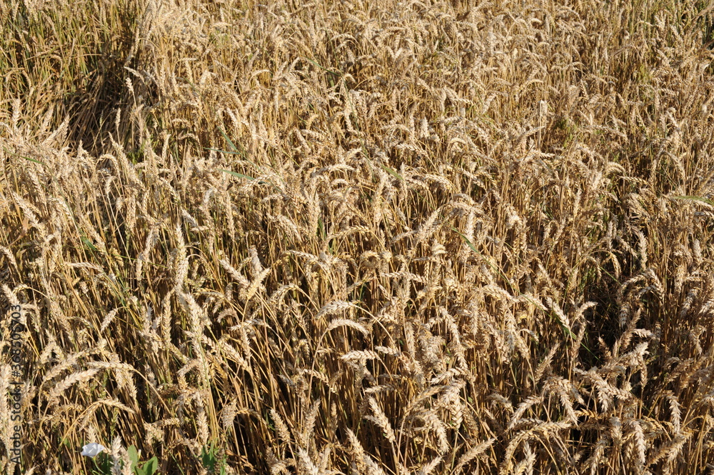 Golden wheat grain and straw cereal waiting for harvest in summer