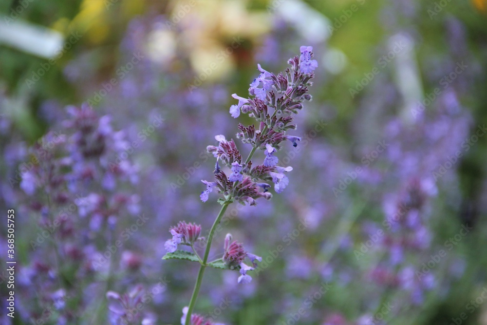 flower, lavender, purple, nature, plant, flowers, garden, green, spring, summer, herb, blossom, macro, pink, field, beauty, floral, heather, flora, wild, aroma, bloom, violet, medicine, close-up flower, lavender, purple, nature, plant, flowers, garden, green, spring, summer, herb, blossom, macro, pink, field, beauty, floral, heather, flora, wild, aroma, bloom, violet, medicine, close-up