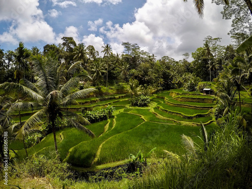 Tegalaland Rice Field in Bali