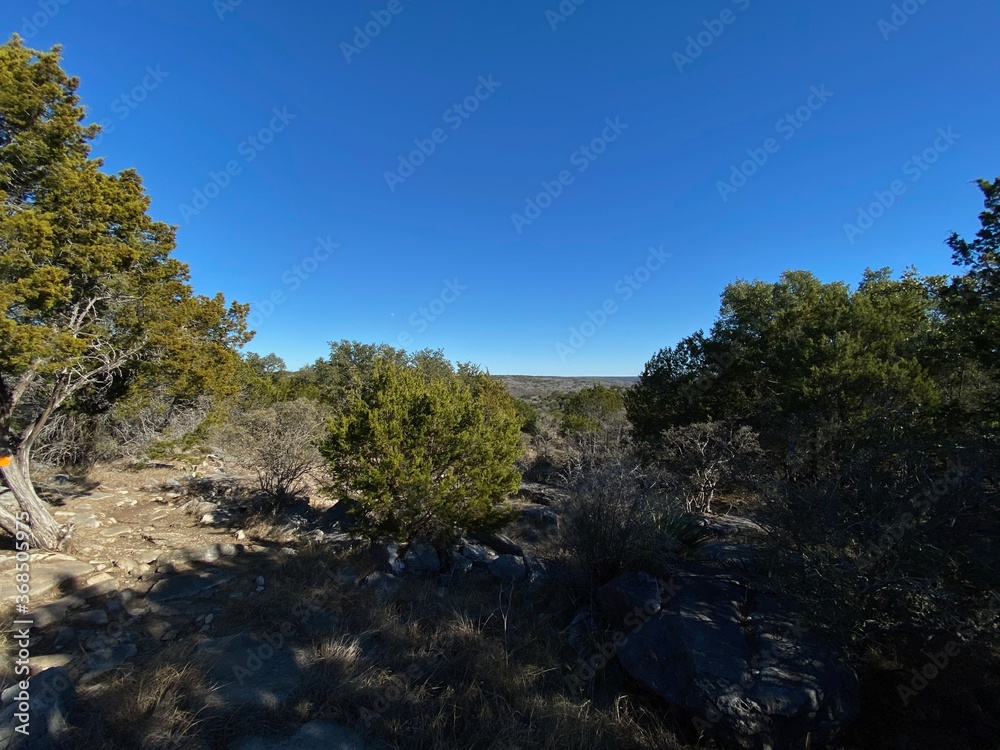 Greenery in the desert