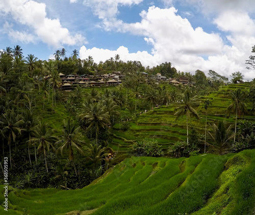 Rice field everywhere