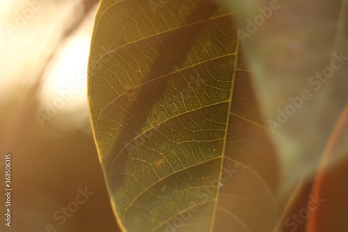 Obraz na plátne close up of yellow leaf