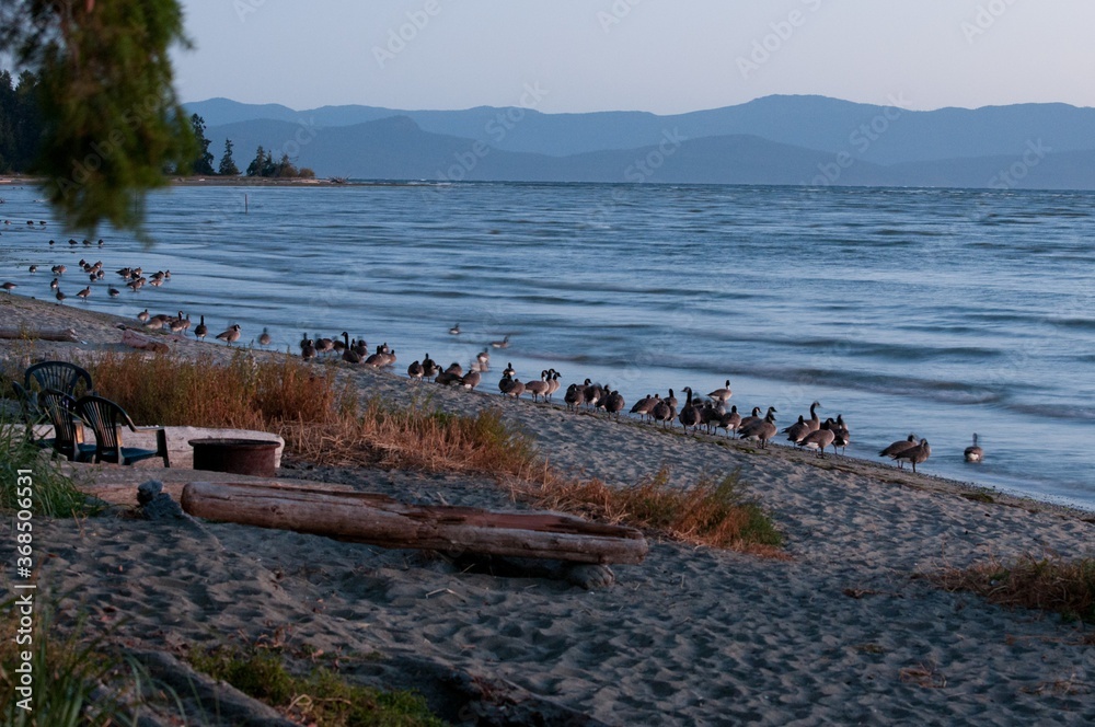 Canada geese flock on sea shore