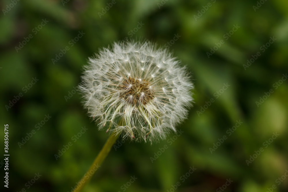 Fluffy dandelion on a green background close up. Shallow depth of field (DOF)