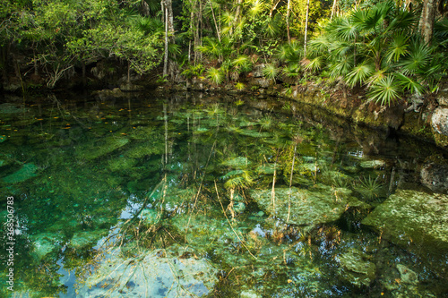 Enchanting tropical environment. Emerald color water cenote in the jungle. Natural pond with transparent water and a rocky bed  surrounded by the rainforest trees foliage.