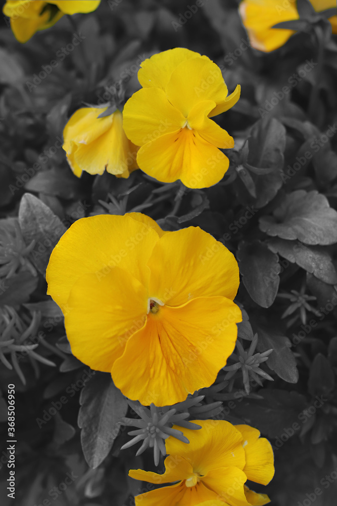 Blach, White and Yellow Blach, White and Yellow