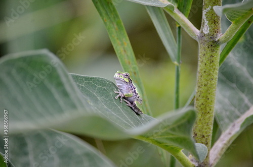Gray Tree Frog on a milkweed plant in Ontario, Canada.