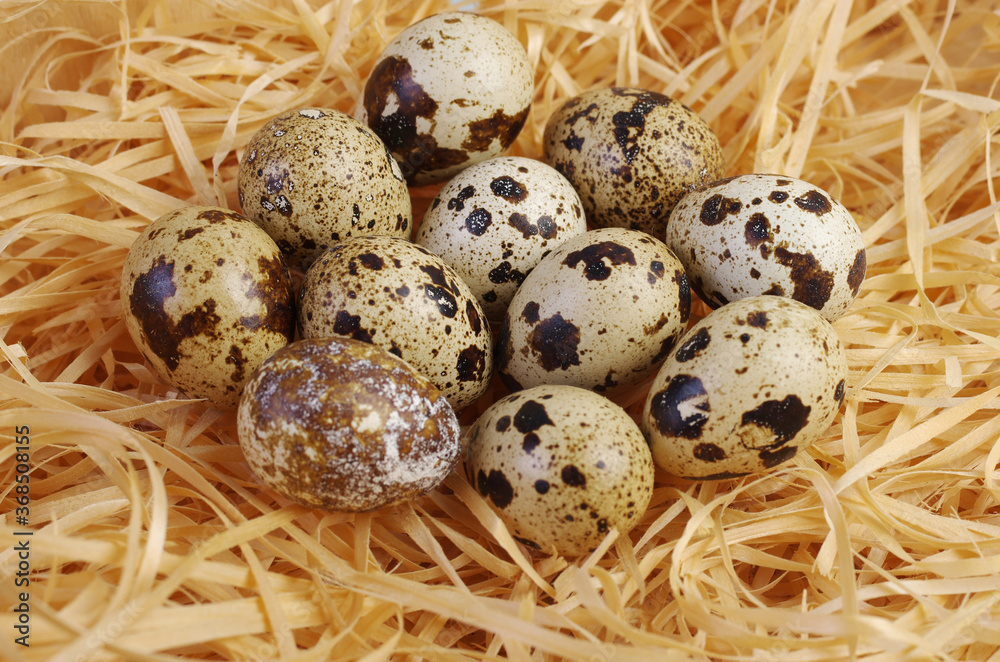 Obraz premium Quail eggs in a nest made of wood chips.