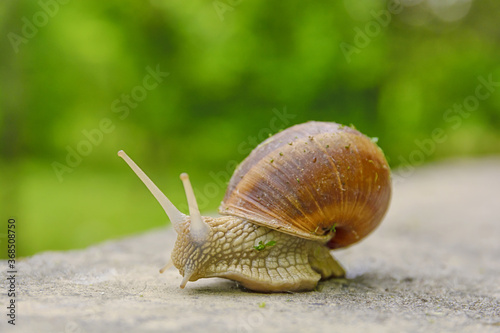 Big snail in shell crawling on road, summer day with bokeh background