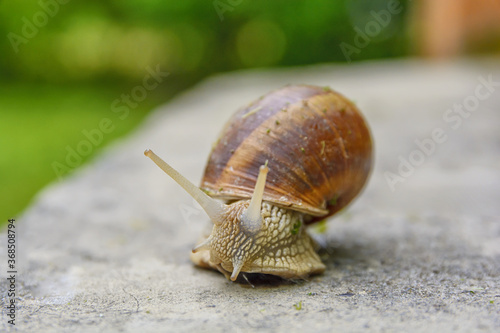 Big snail in shell crawling on road, summer day with bokeh bg