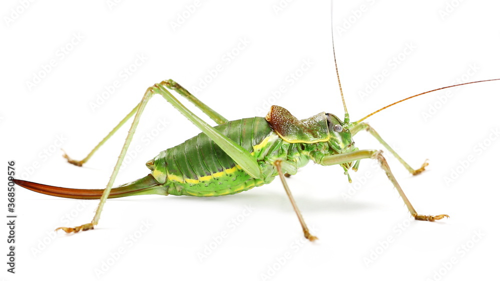 Saddle-backed Bush Cricket (Ephippiger ephippiger) isolated on white background with clipping path Saddle-backed Bush Cricket (Ephippiger ephippiger) isolated on white background with clipping path