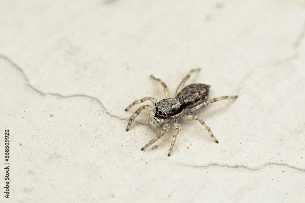 Mini white eight eye spider
