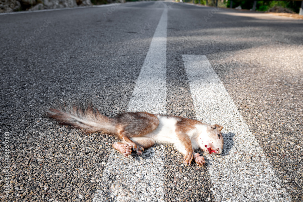 Dead squirrel on the asphalt of a mountain road after being run over. Dead squirrel on the asphalt of a mountain road after being run over.
