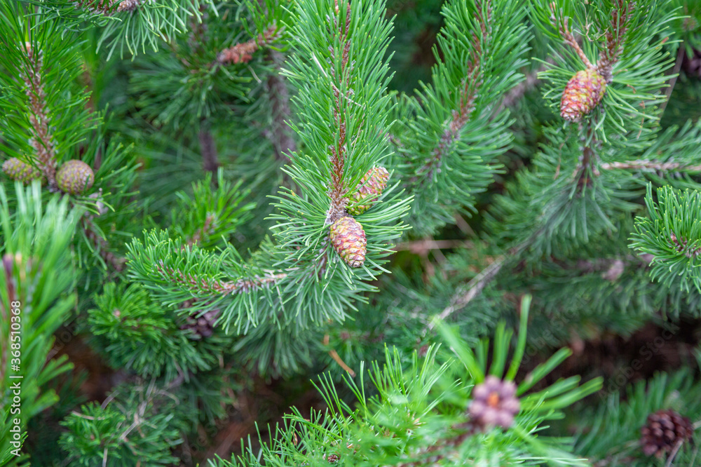 Small cone of spruce or pine coniferous tree on a green prickly branch