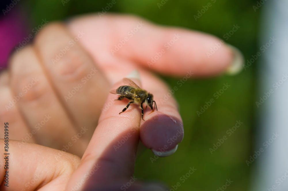 a bee sits on the finger of a woman's hand