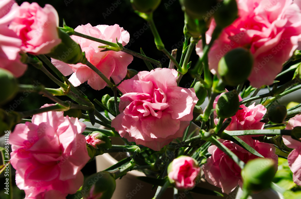 bouquet of pink carnations