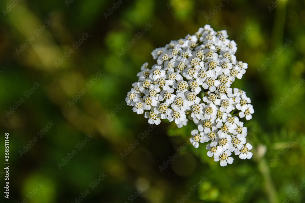 Natural pretty flowers on summer in the forest Natural pretty flowers on summer in the forest