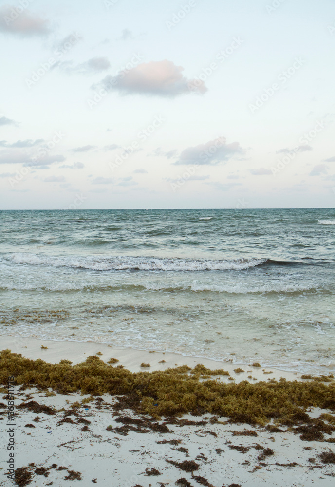 Vertical photo. Seascape. The white sand, gulfweed sargassum, blue ocean and sea waves with a beautiful sunrise light.