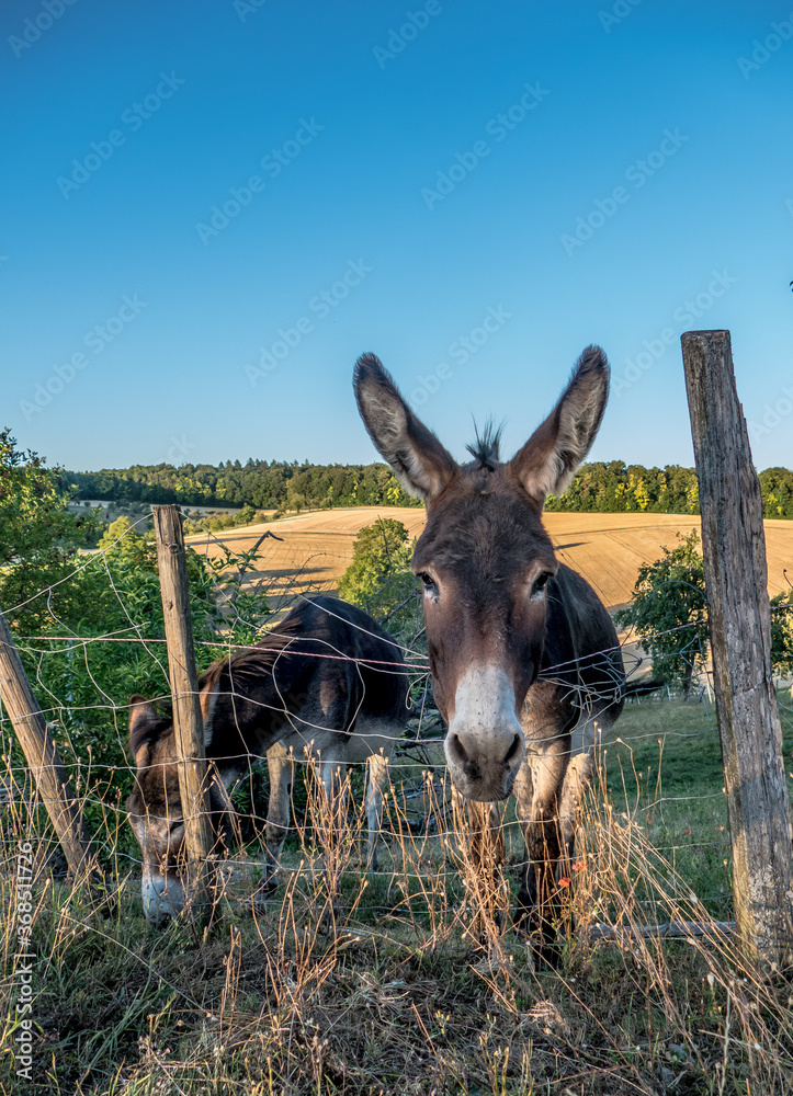 Naklejka premium Junge Esel auf der Weide