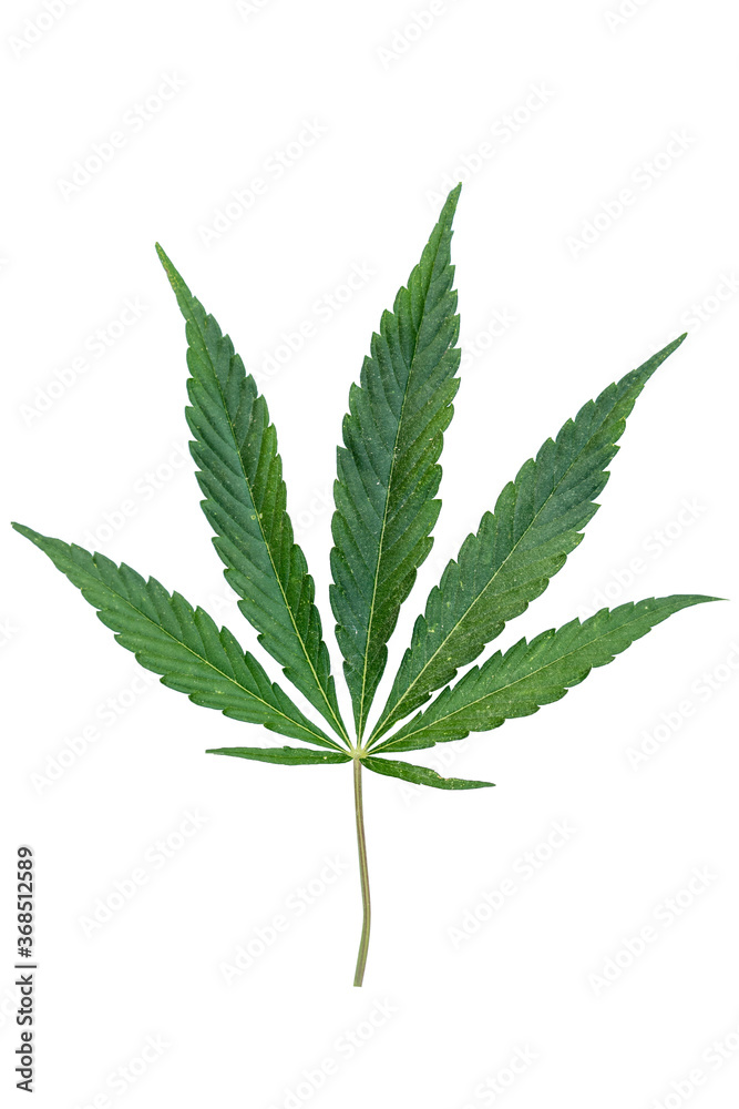 Green cannabis leaves isolated on on white background. Green cannabis leaves isolated on on white background.