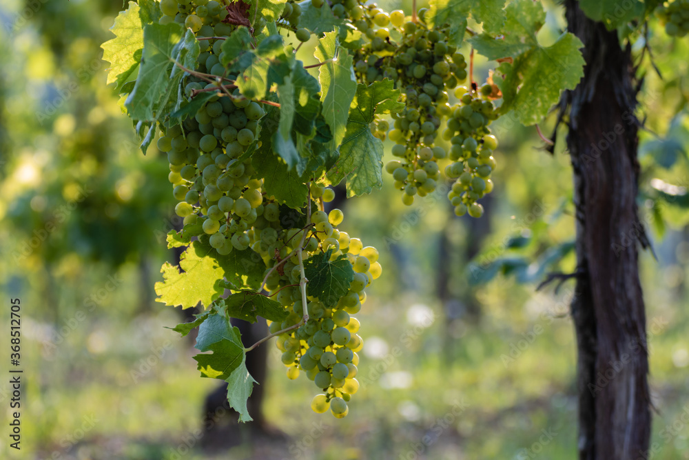 Closeup of yellow almost ripe grape in the European vineyard. 