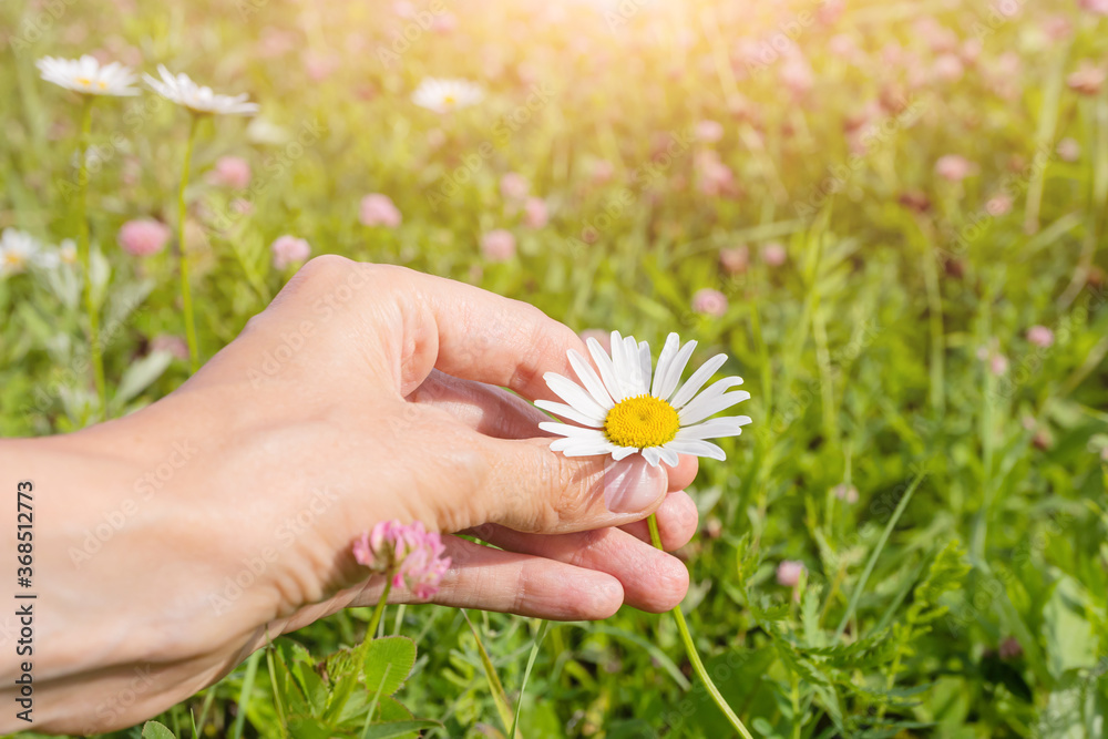 A woman's hand touches a chamomile flower growing in a clearing. A bright sunny afternoon. The concept of summer, outdoor recreation, wildflowers, alternative medicine, medicinal herbs. A woman's hand touches a chamomile flower growing in a clearing. A bright sunny afternoon. The concept of summer, outdoor recreation, wildflowers, alternative medicine, medicinal herbs.