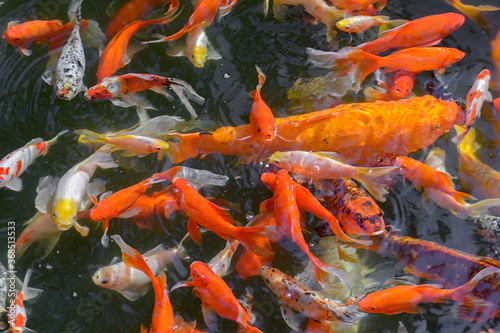 Pond with goldfish or Golden carp Japanese name-koi fish, Nishikigoi, Cyprinus carpio haematopterus in the pond, close-up of koi fish. Japan. Juicy colors