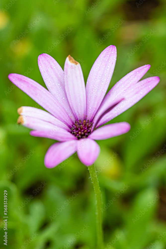 flower of the exotic garden of Roscoff, in Brittany flower of the exotic garden of Roscoff, in Brittany