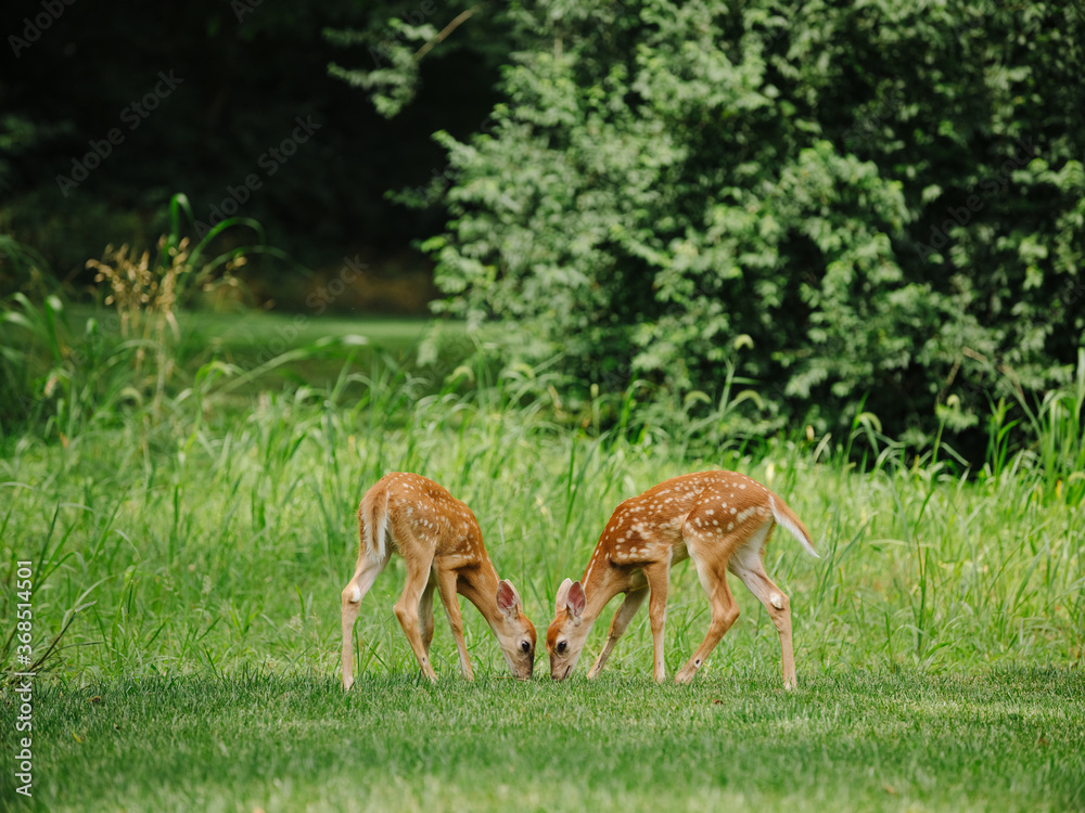 Two whitetail deer fawns eat grass facing each other Two whitetail deer fawns eat grass facing each other