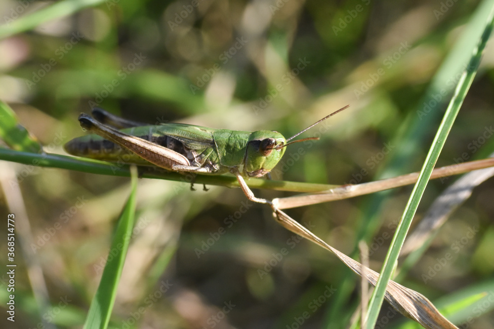Little grasshopper in grass. Macro shot of grasshopper
D
Little grasshopper in grass. Macro shot of grasshopper
D
