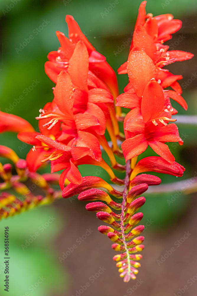 flower of the exotic garden of Roscoff, in Brittany flower of the exotic garden of Roscoff, in Brittany