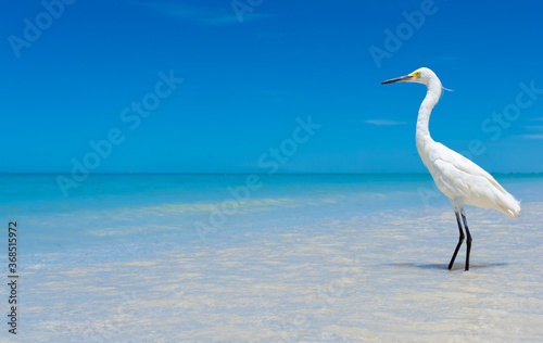 Great Egret © GARRENteed