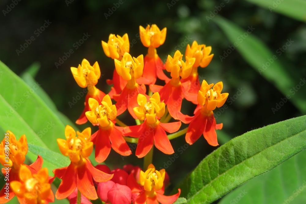 Beautiful tropical asclepias flowers in Florida nature, closeup Beautiful tropical asclepias flowers in Florida nature, closeup
