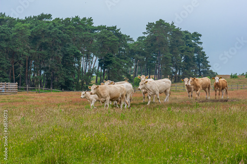 Brown and white cattle in a meadow. Green grass and blue sky background