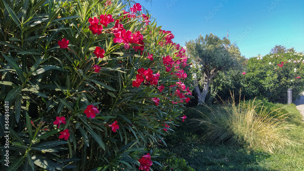 Green garden with blooming bushes and decorative trees in Baku Boulevard Azerbaijan