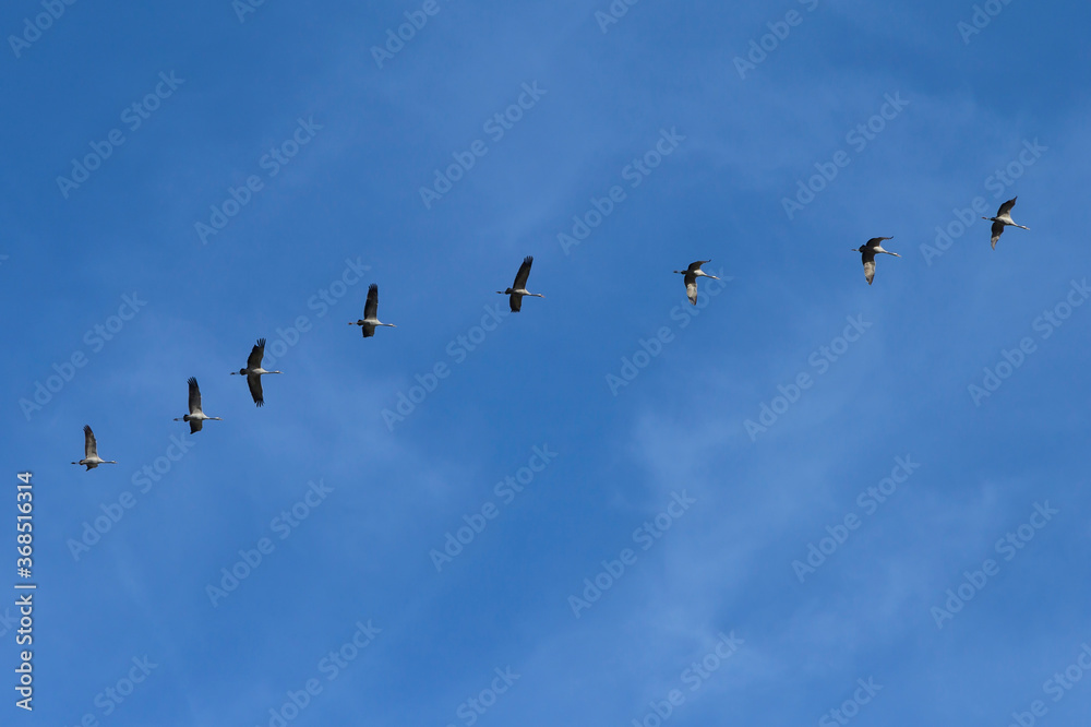 Cranes are migrating in the sky. They fly south. The birds fly in a row.