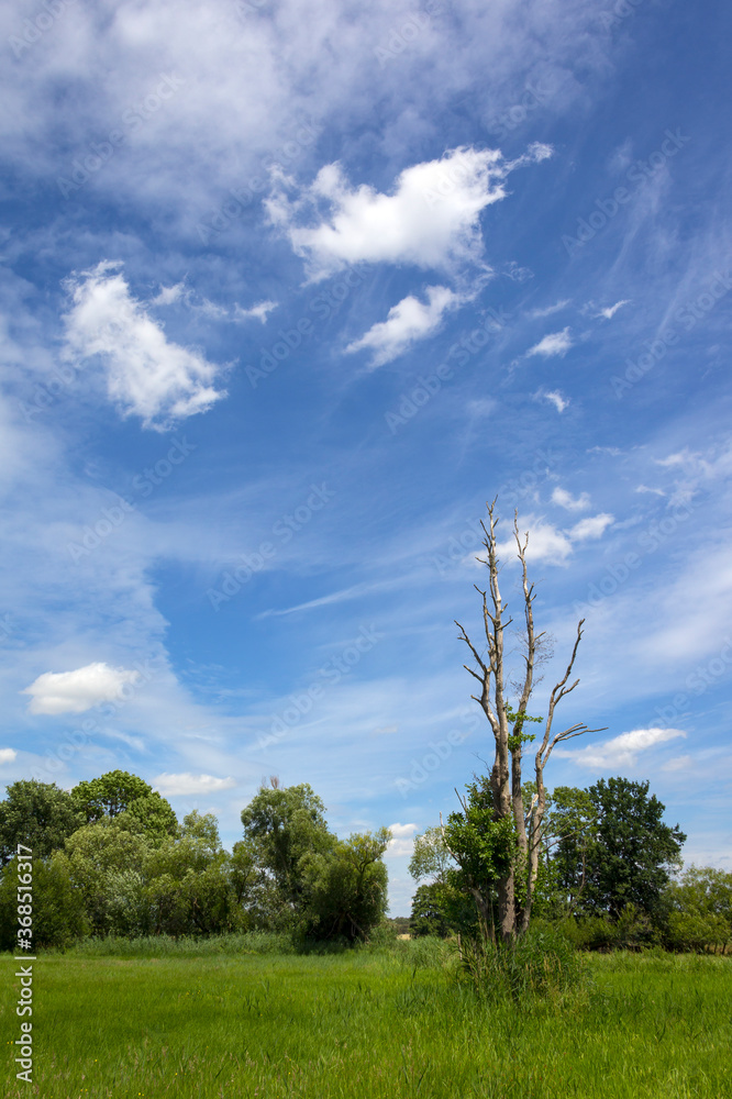View of a wonderful meadow with a dead tree, seen in Havelland.
